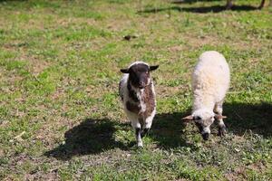 dois ovelha estão pastar dentro uma gramíneo campo foto