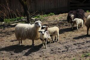 uma grupo do ovelha estão em pé dentro uma campo foto