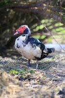 uma Pato é em pé dentro a Relva com Está cabeça acima foto