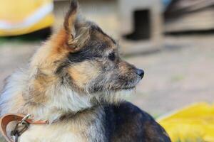 uma cachorro com uma Castanho e branco casaco é sentado em uma amarelo cobertor foto