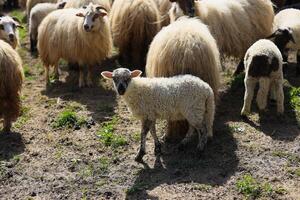 uma grupo do ovelha estão pastar dentro uma campo foto