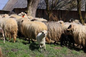 uma rebanho do ovelha estão pastar dentro uma campo foto