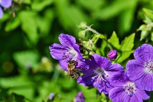 abelha colecionar néctar a partir de roxa flores foto