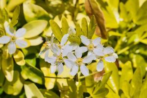 branco flores com amarelo verde folhas dentro luz solar foto