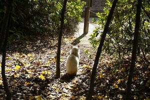 uma branco gato é sentado dentro a jardim foto