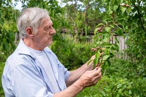 Senior examinando verde folhagem e pera frutas, perfeito para eco jardinagem Educação conteúdo foto