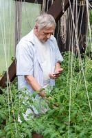 idosos homem examinando plantas de perto com uma Smartphone, representando atenção para detalhe dentro casa jardinagem, adequado para artigos em jardinagem tecnologia foto