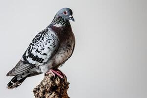 uma Pombo em pé em pequeno raiz, branco cópia de espaço em certo, foto