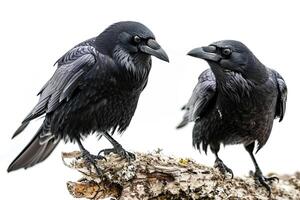 uma casal do corvos em pé dentro estúdio foto
