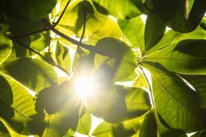 manhã felicidade uma lindo coração aquecido de alegre luz do sol, capturado dentro deslumbrante fotos do luz solar dançando através folhas