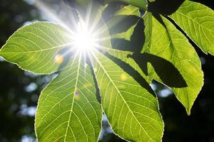 manhã felicidade uma lindo coração aquecido de alegre luz do sol, capturado dentro deslumbrante fotos do luz solar dançando através folhas