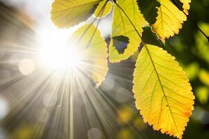 manhã felicidade uma lindo coração aquecido de alegre luz do sol, capturado dentro deslumbrante fotos do luz solar dançando através folhas