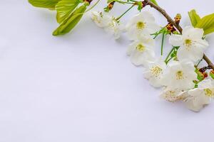 etéreo Flor a comemorar a beleza do branco cereja florescer, da natureza delicado floral sinfonia foto