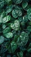 exuberante verde em forma de coração folhas em uma tropical videira foto