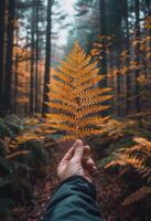 pessoa segurando uma amarelo folha dentro floresta foto