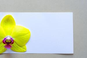 radiante esplendor brincar do lindo amarelo orquídea em em branco papel, perfeito para criativo projetos e artístico apresentações, iluminador natural beleza e graça foto