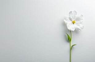 solteiro branco flor em branco fundo foto