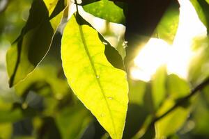 manhã felicidade uma lindo coração aquecido de alegre luz do sol, capturado dentro deslumbrante fotos do luz solar dançando através folhas