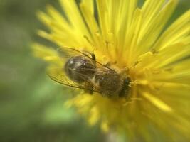 uma abelha coleta pólen em uma flor foto