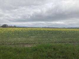 amarelo campo plantado com colza foto