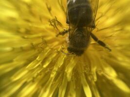 uma abelha coleta pólen em uma flor foto