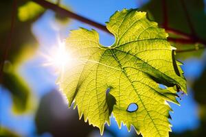 manhã felicidade uma lindo coração aquecido de alegre luz do sol, capturado dentro deslumbrante fotos do luz solar dançando através folhas