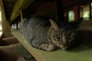 a gato dorme dentro a porão do a casa,mokkhaplaram religião prática jardim, Surat então eu província Tailândia foto