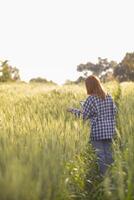 costas do jovem mulher caminhando através cevada campo ao longo caminho dentro uma brilhante verde arroz campo dentro manhã quer para estar feliz sozinho. jovem fêmea turista goza manhã andar desfrutando Visão do cevada Campos. foto