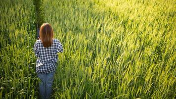 costas do jovem mulher caminhando através cevada campo ao longo caminho dentro uma brilhante verde arroz campo dentro manhã quer para estar feliz sozinho. jovem fêmea turista goza manhã andar desfrutando Visão do cevada Campos. foto