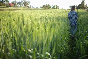 costas do jovem mulher caminhando através cevada campo ao longo caminho dentro uma brilhante verde arroz campo dentro manhã quer para estar feliz sozinho. jovem fêmea turista goza manhã andar desfrutando Visão do cevada Campos. foto