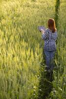 costas do jovem mulher caminhando através cevada campo ao longo caminho dentro uma brilhante verde arroz campo dentro manhã quer para estar feliz sozinho. jovem fêmea turista goza manhã andar desfrutando Visão do cevada Campos. foto