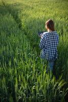 costas do jovem mulher caminhando através cevada campo ao longo caminho dentro uma brilhante verde arroz campo dentro manhã quer para estar feliz sozinho. jovem fêmea turista goza manhã andar desfrutando Visão do cevada Campos. foto