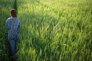 costas do jovem mulher caminhando através cevada campo ao longo caminho dentro uma brilhante verde arroz campo dentro manhã quer para estar feliz sozinho. jovem fêmea turista goza manhã andar desfrutando Visão do cevada Campos. foto