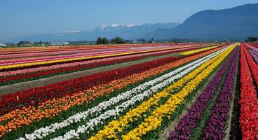 lindo enorme campo com multicolorido tulipas deixando dentro a montanhas Canadá Vancouver beleza pureza flora Primavera acampamento andar dentro a campo não pessoas manhã dia ecologia foto