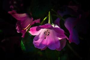 Rosa flor iluminado de luz solar foto