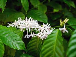 branco café flores florescendo em café plantas estação e verde café folhas. fechar-se foto