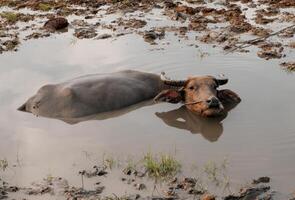 uma búfalo encharcado dentro uma lama poça dentro uma terras agrícolas foto