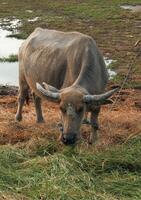 uma búfalo comendo Relva às a Beira do uma Fazenda campo foto