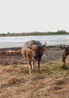 uma búfalo comendo Relva às a Beira do uma Fazenda campo foto