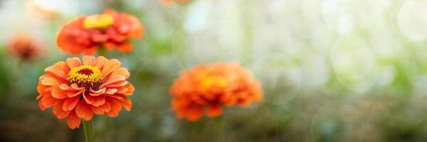 vívido laranja zínia flores com delicado pétalas em borrado verde fundo com Sol brilho. bandeira foto