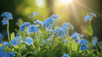 uma linha do delicado esquecêlos cada minúsculo azul flor aparente para brilho dentro a sóis raios ping através seus pétalas foto