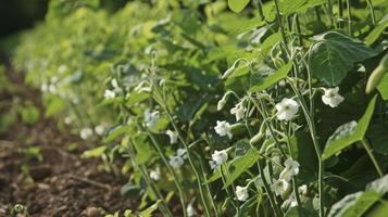 uma linha do delgado verde feijões seus brilhante branco flores ainda agarrado para a hastes promissor uma generoso colheita para venha foto