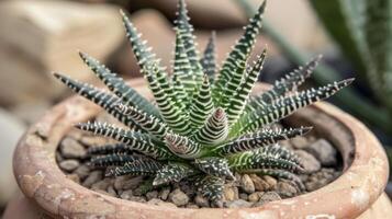 uma fechar-se do uma minúsculo intrincado suculento plantar revela a intrincado padrões e texturas do Está folhas. a brilhante verde cor pops contra a neutro tons do a terracota foto