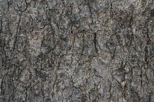fresco fechar-se, detalhado árvore latido textura fundo foto