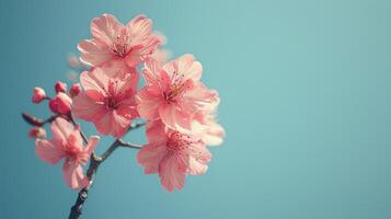 Primavera cereja flores contra azul céu foto
