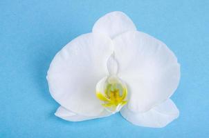 flor de orquídea branca em fundo de papel foto