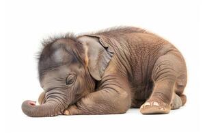 fofa bebê elefante dormindo em uma branco fundo. realista elefante figura isolado. conceito do animais, zoologia, animais selvagens Educação, e conservação consciência foto