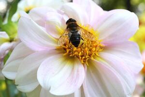 abelha dentro a pilão do uma flor em uma pilão foto