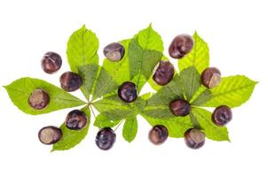 aesculus de frutas descascadas em fundo branco. foto de estúdio