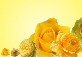 uma deslumbrante arranjo do vibrante amarelo rosas contra uma suave amarelo fundo, exibindo seus delicado pétalas e radiante matizes dentro uma lindo floral mostrar. foto